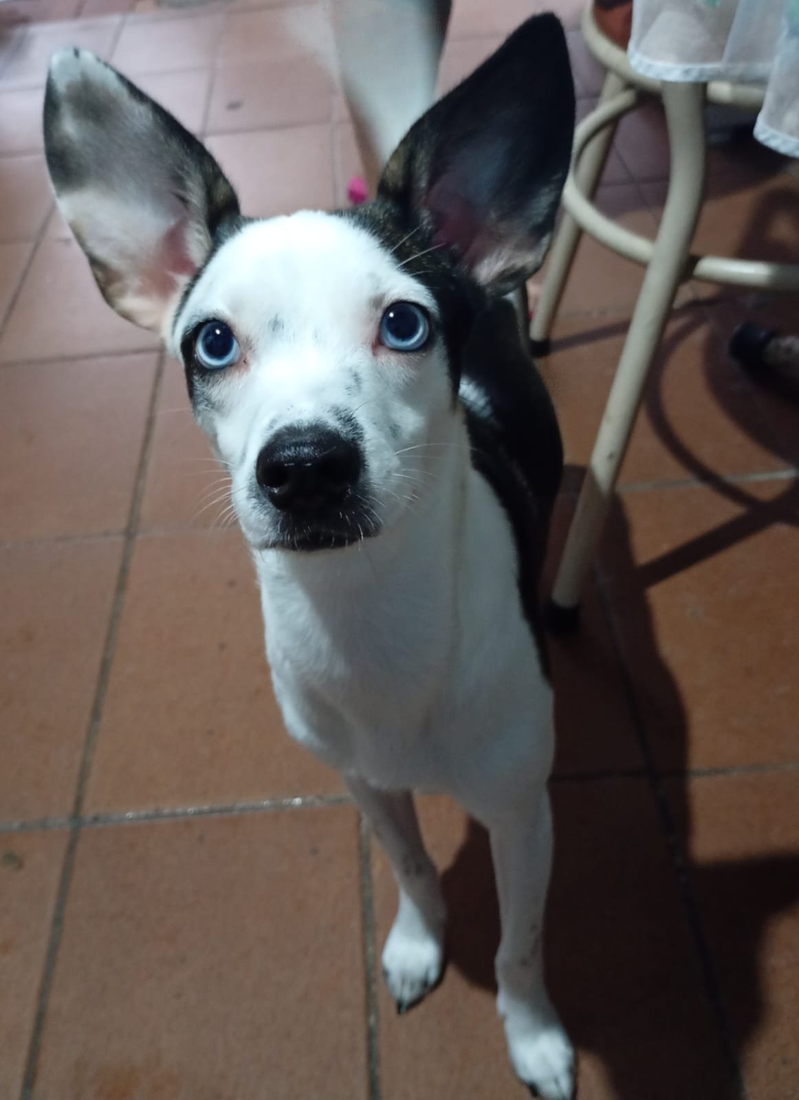Julieta, cadela para adoção