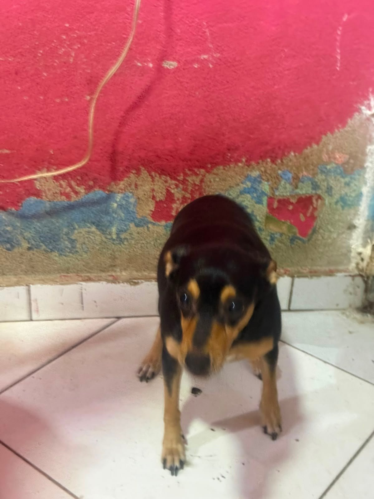 Magrela, cadela para adoção