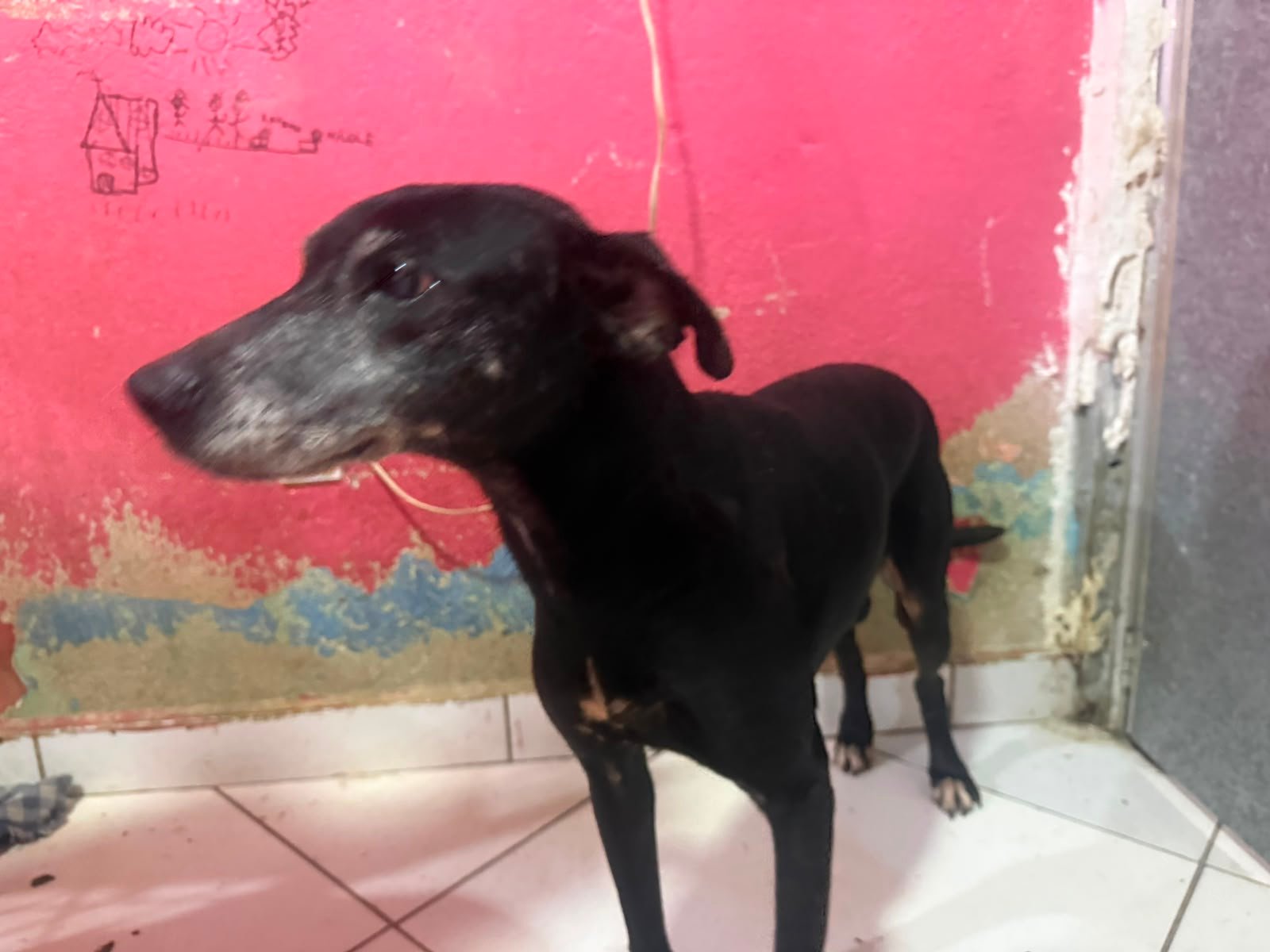 Nega, cadela para adoção