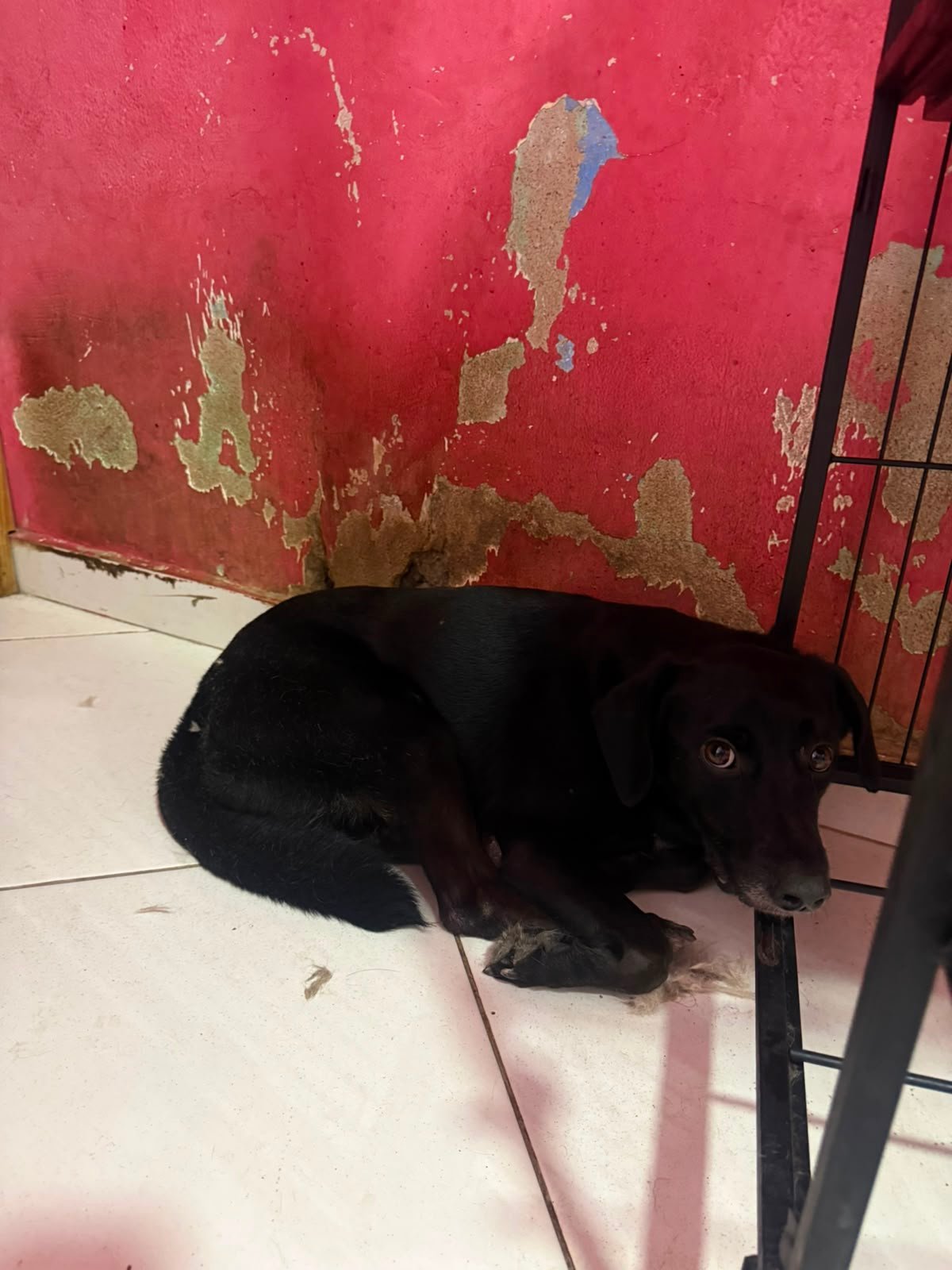 Negão, cão para adoção