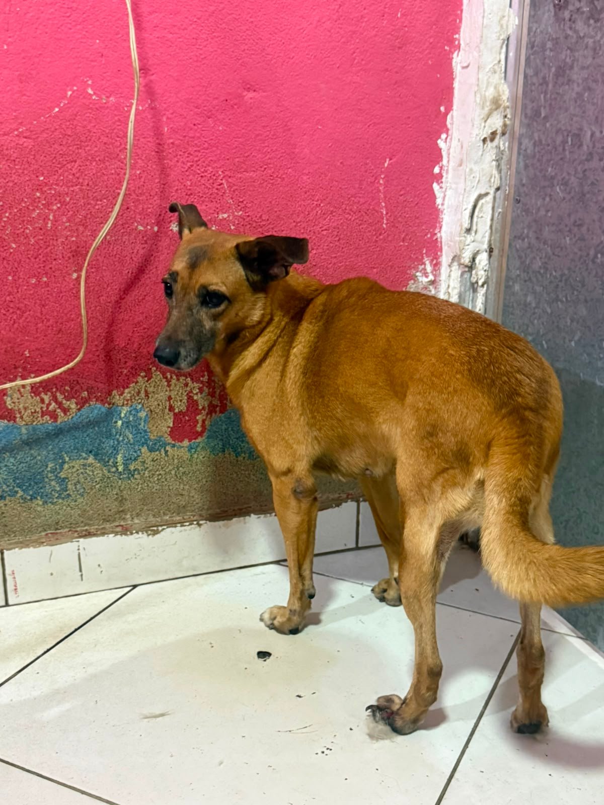 Princesa, cadela para adoção