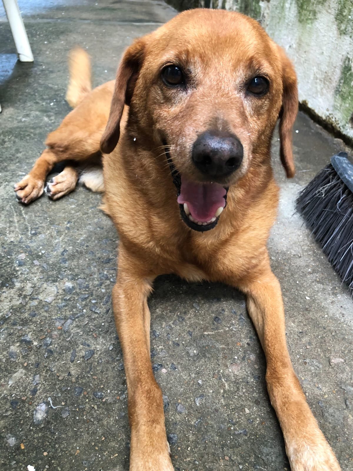 Bob, cão para adoção