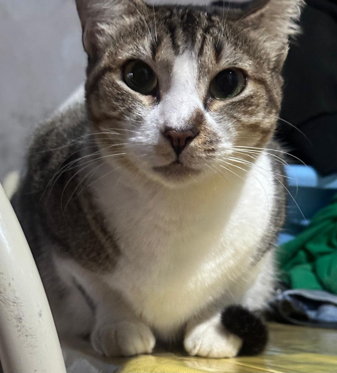 Chiquinha, gata para adoção