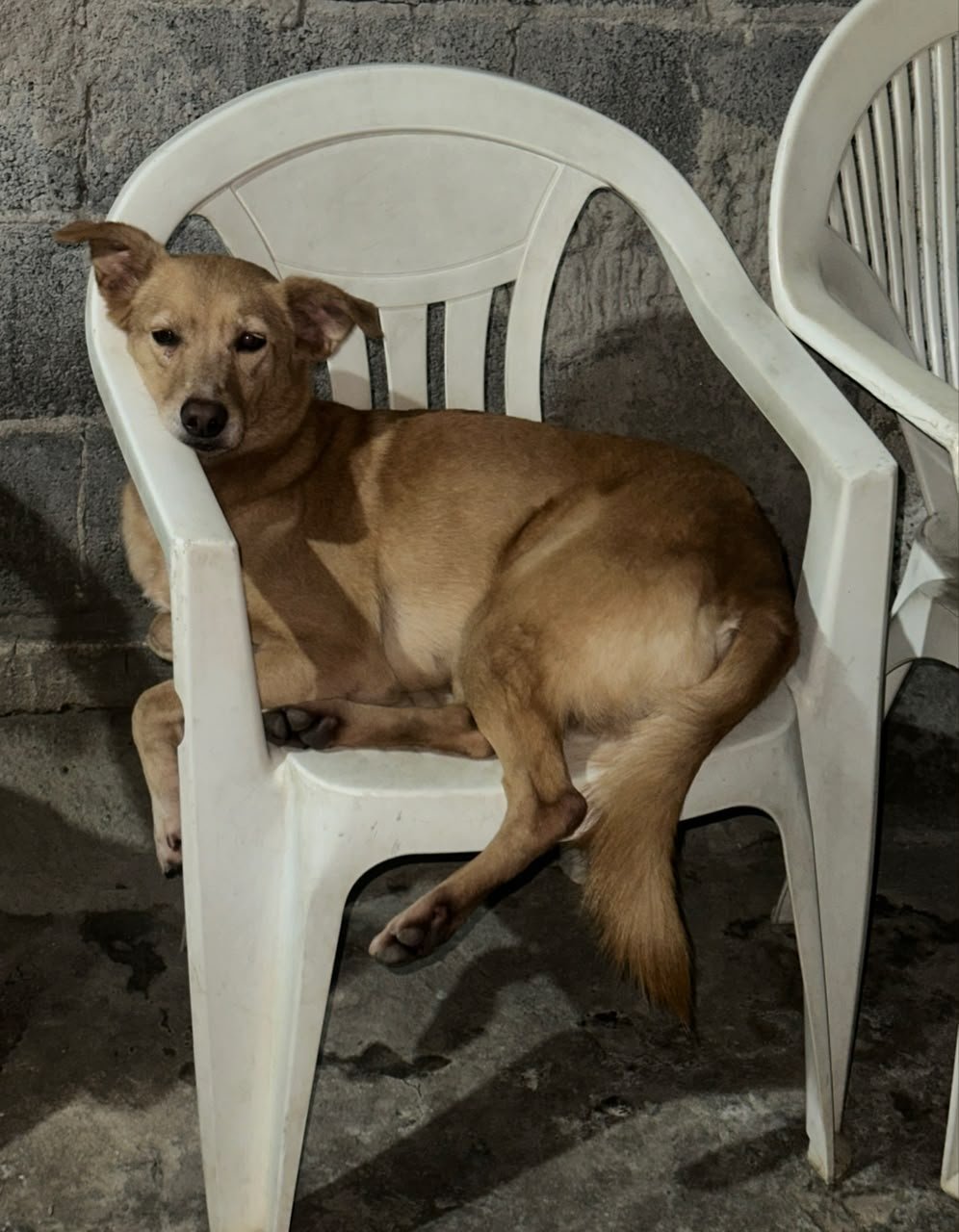 Demi, cadela para adoção