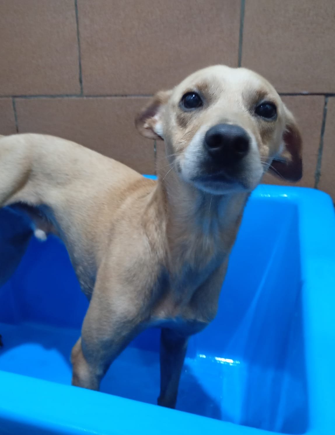 Elton, cão para adoção