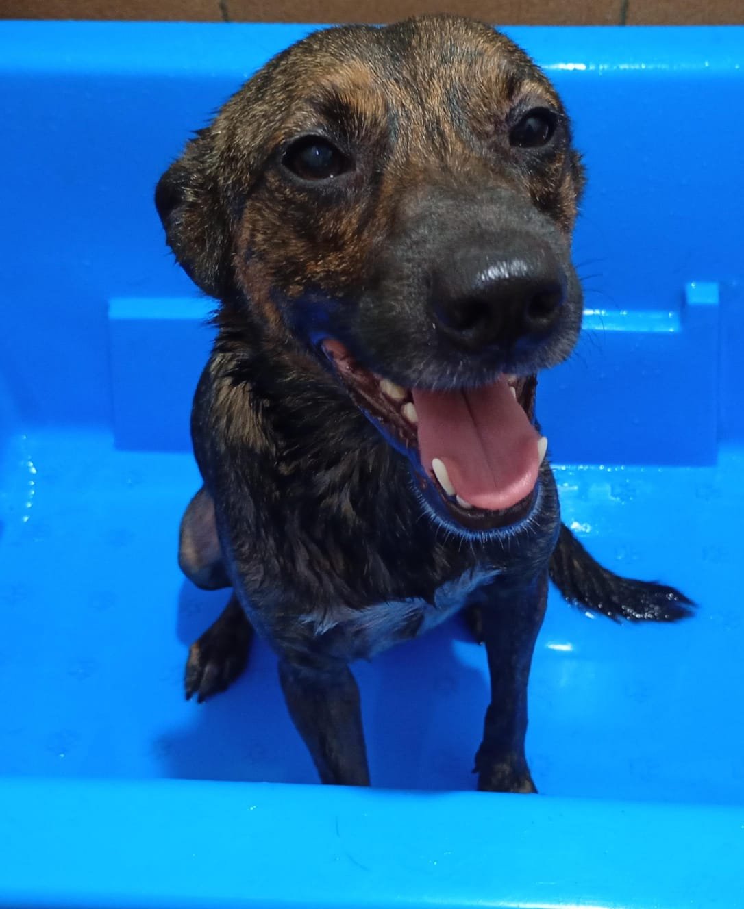 Justin, cão para adoção