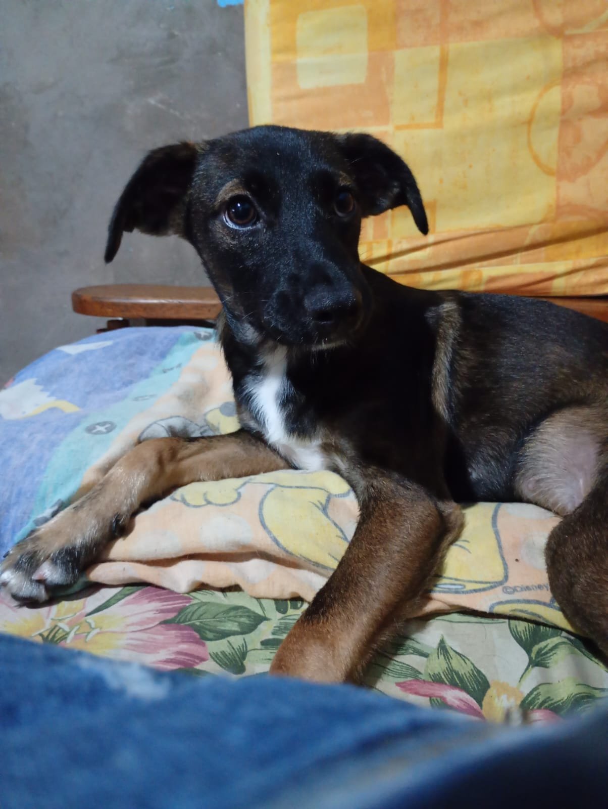 Romeu, cão para adoção