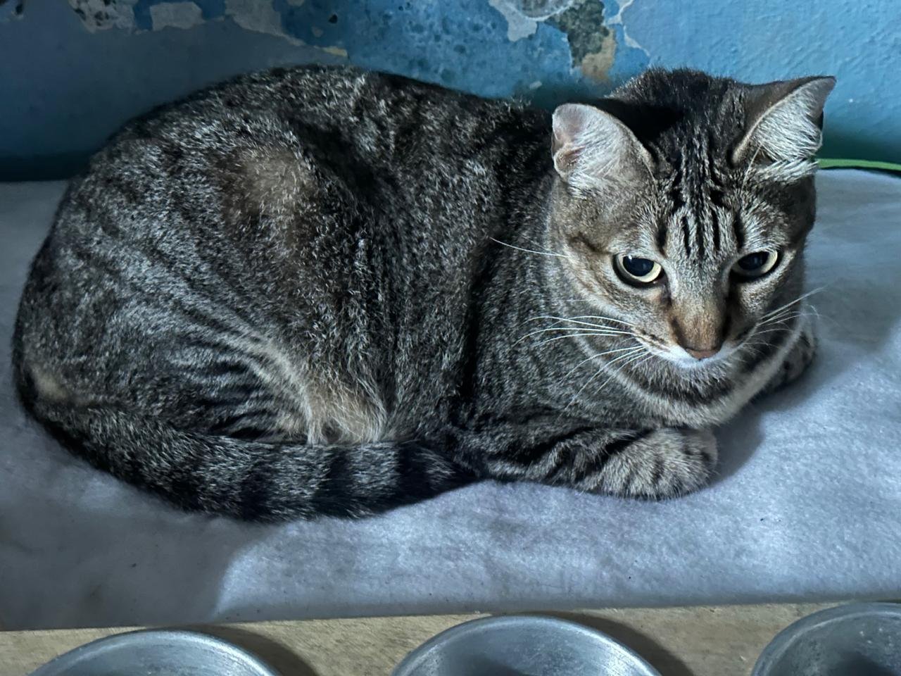 Mauricinha, gata para adoção