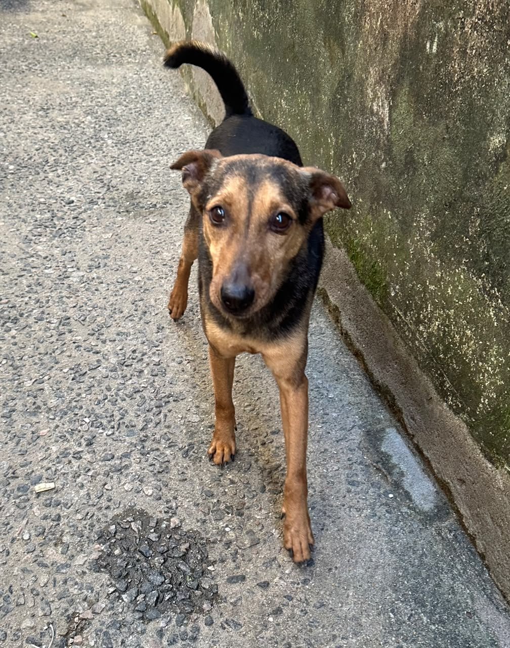 Pelé, cão para adoção