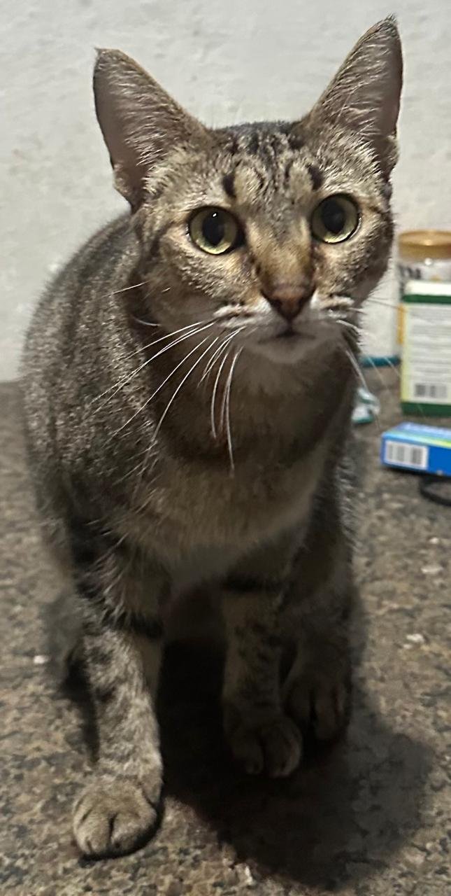 Princesa, gata para adoção