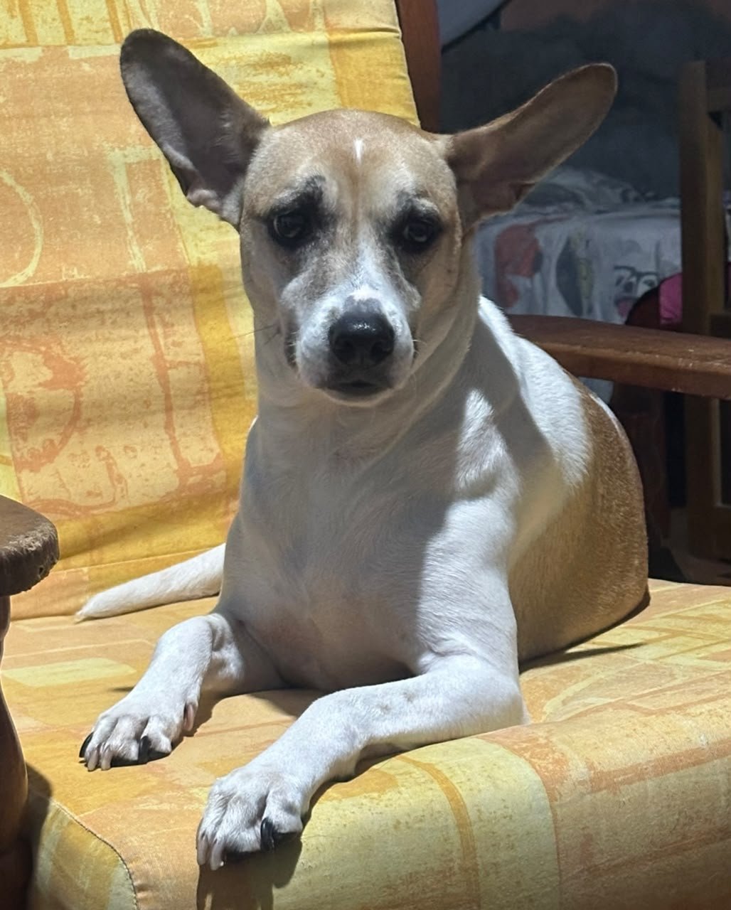 Selena, cadela para adoção