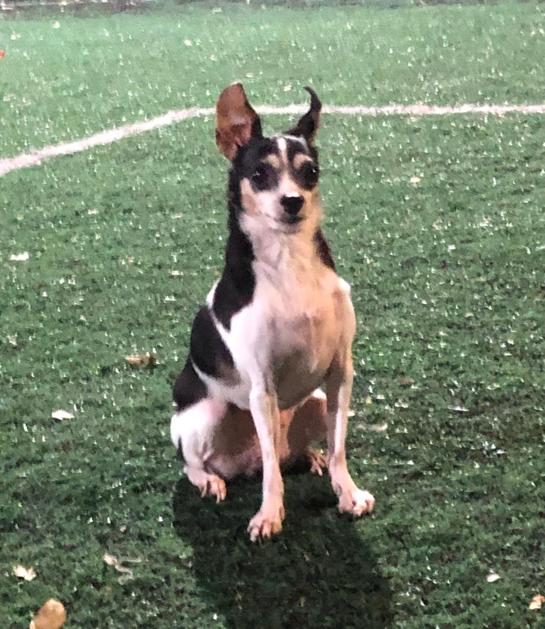 Sofia, cadela para adoção