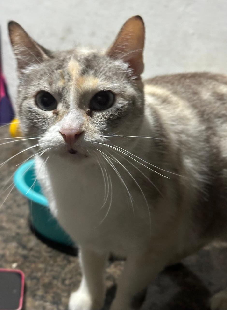 Yuka, gata para adoção