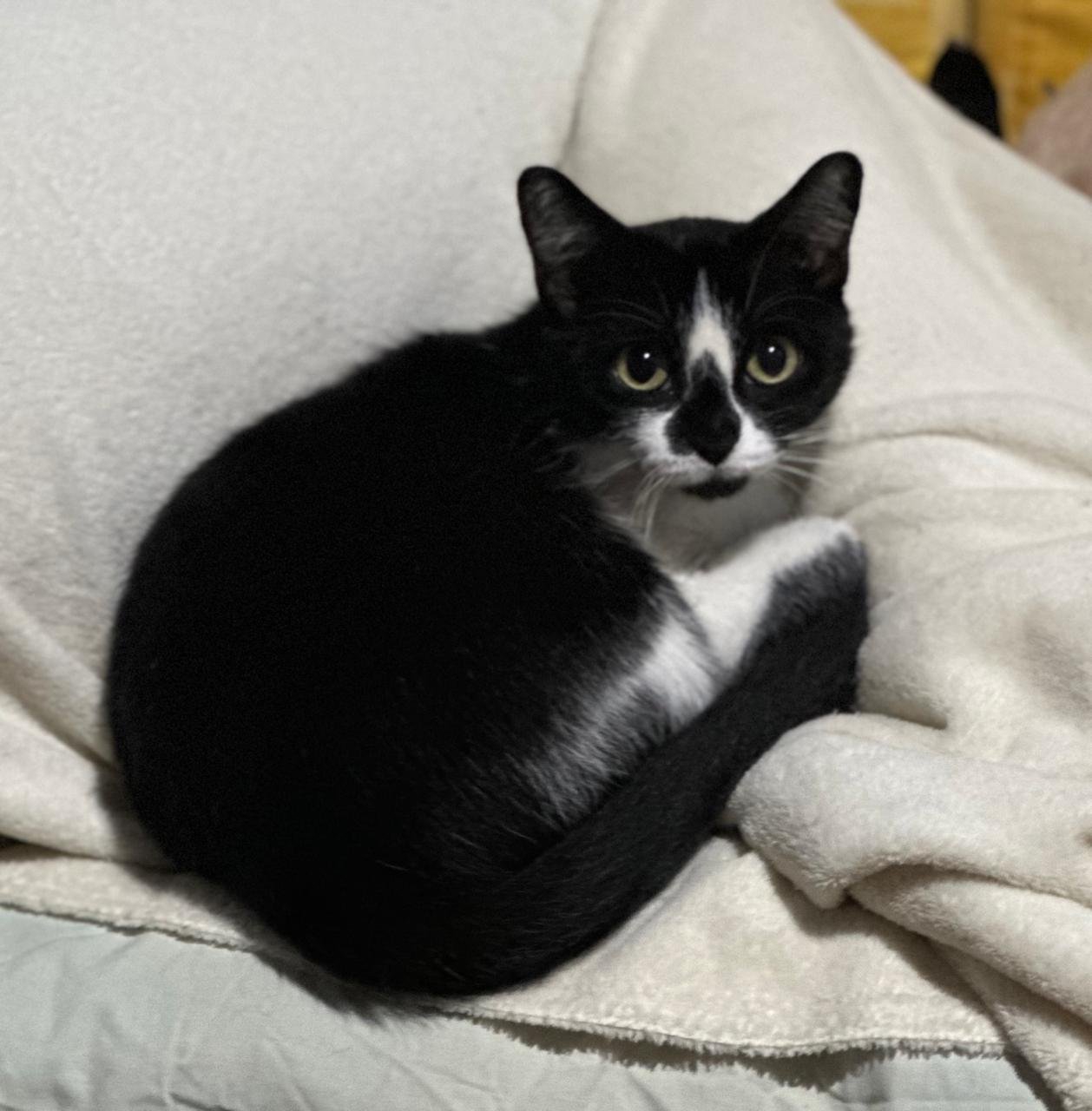 Zulema, gata para adoção