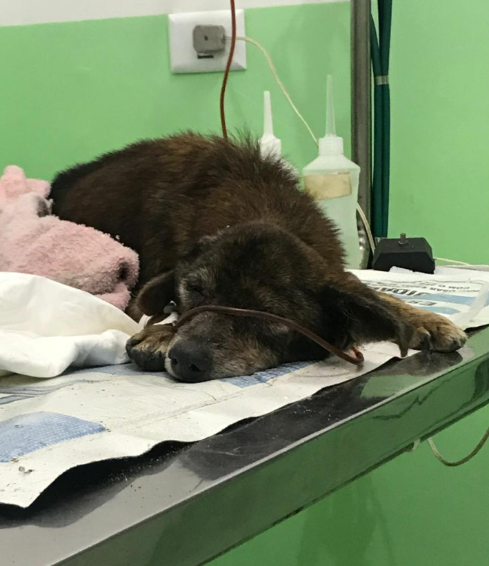 Nega recebendo atendimento veterinário